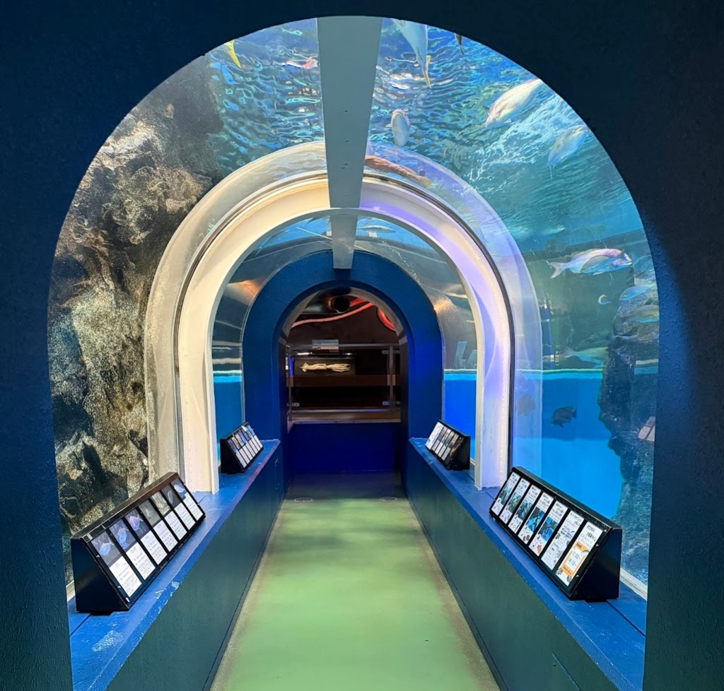 魚津水族館のトンネル水槽